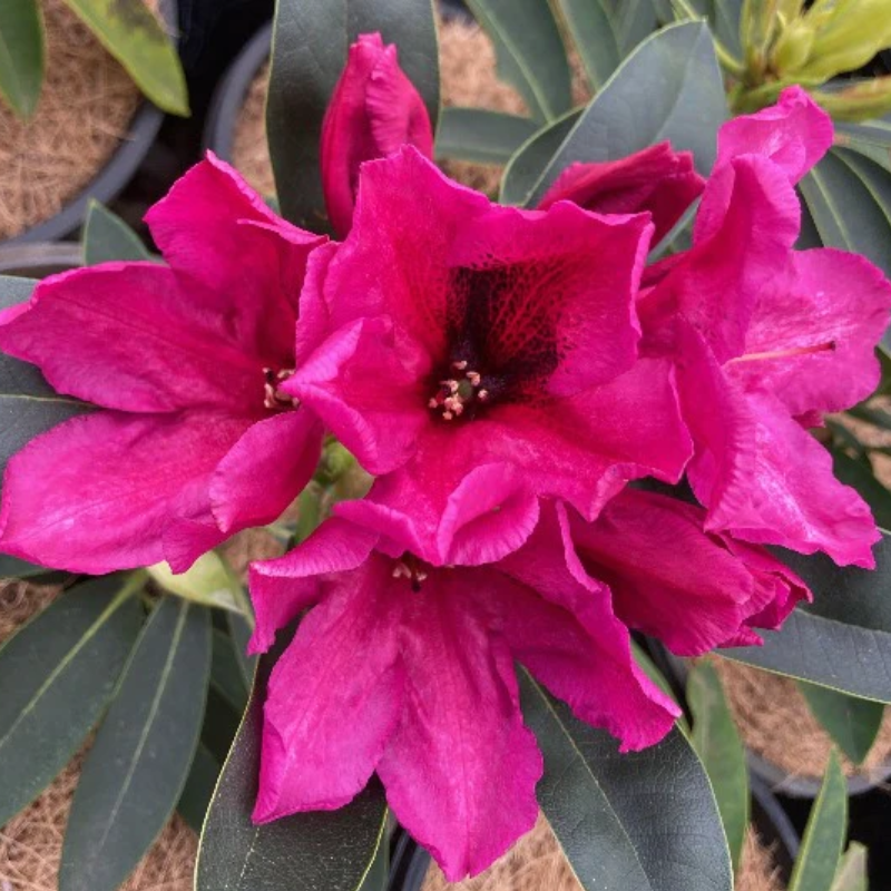 Rhododendron Midnight