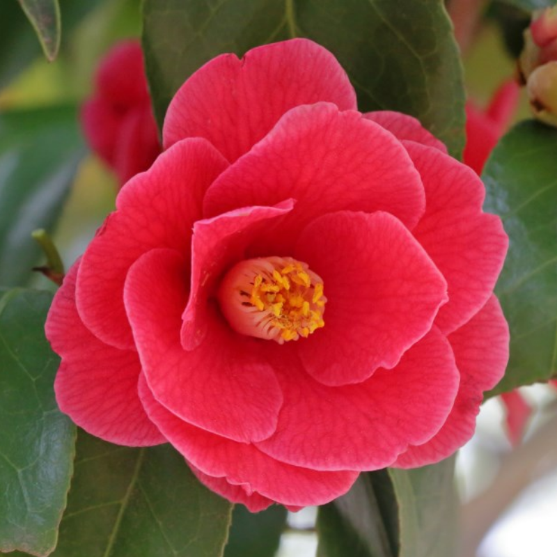 Camellia japonica Moshio