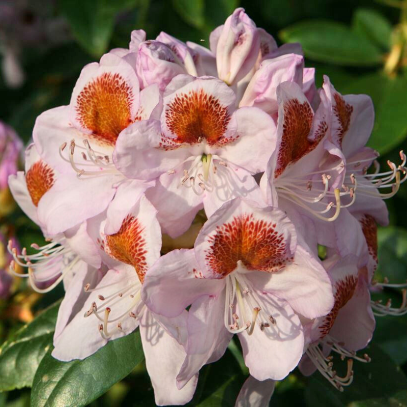 Rhododendron Mrs T H Lowinski