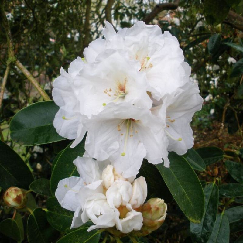 Rhododendron Mt Everest