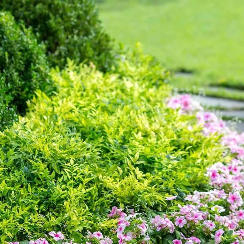 Nandina Magical Lemon Lime