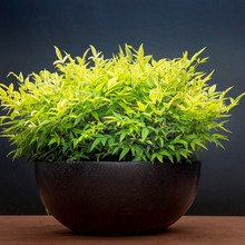 Load image into Gallery viewer, Nandina Magical Lemon Lime
