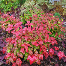 Load image into Gallery viewer, Nandina domestica Nana
