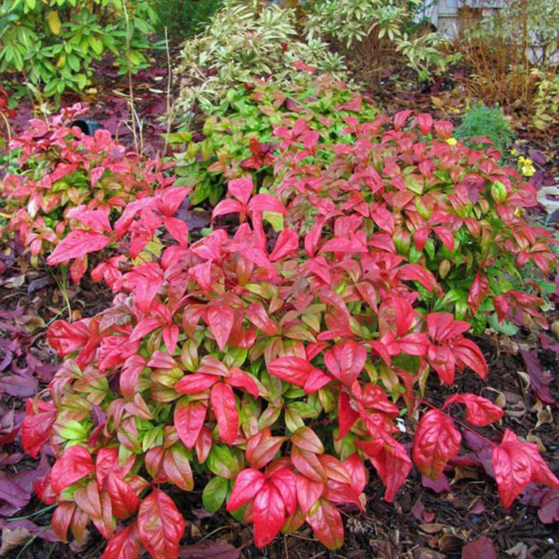 Nandina Domestica Nana The Heritage Nursery nandina-domestica-nana-the-heritage-nursery