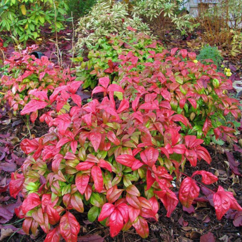 Nandina domestica Nana