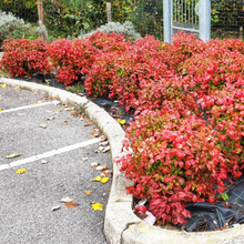 Load image into Gallery viewer, Nandina domestica Nana
