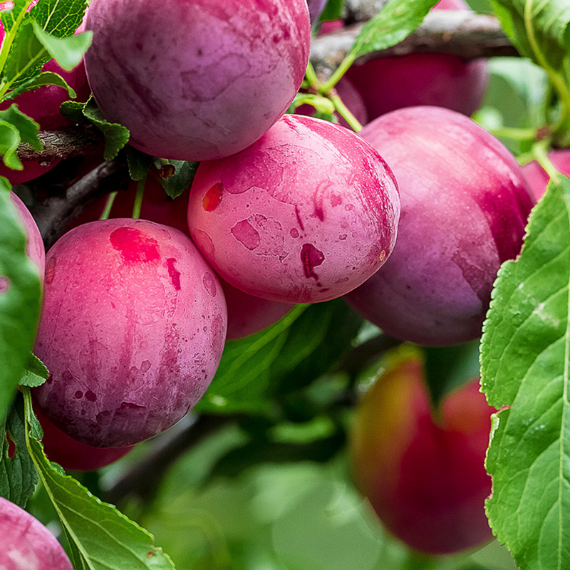 Plum Narrabeen Dwarf