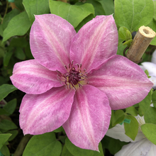 Load image into Gallery viewer, Clematis jackmanii Neva
