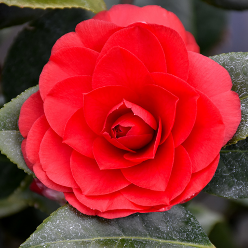 Camellia japonica Nuccio's Bella Rossa