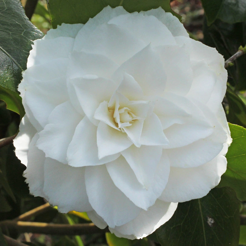 Camellia japonica Nuccio's Gem – The Heritage Nursery