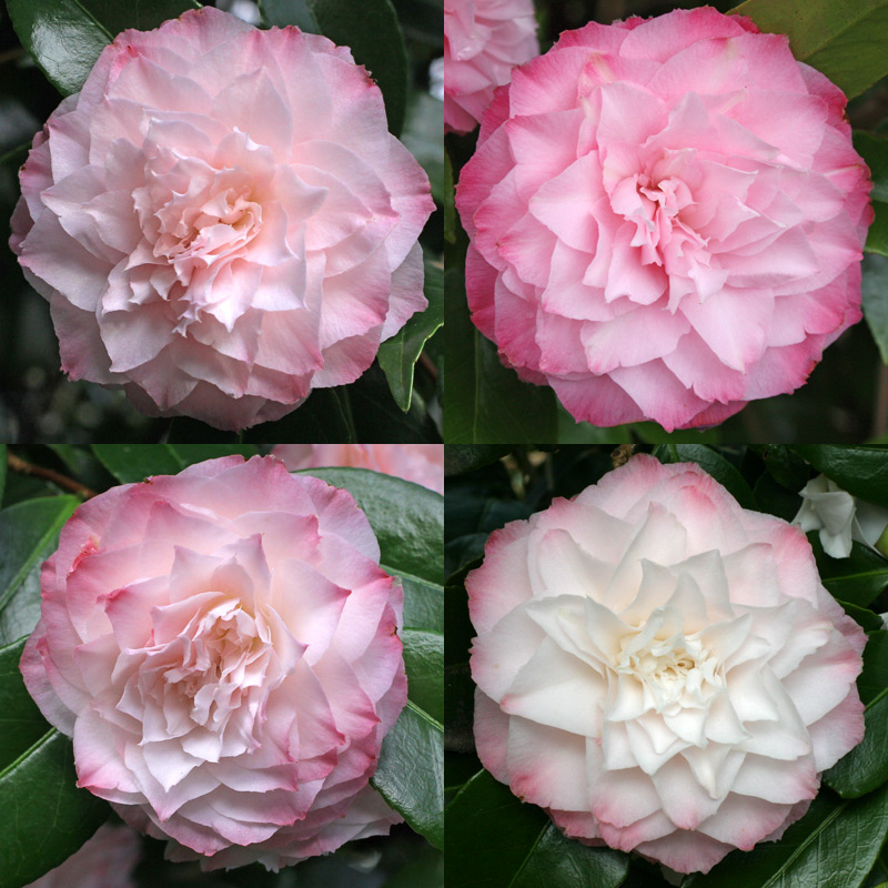 Camellia japonica Nuccio's Pearl