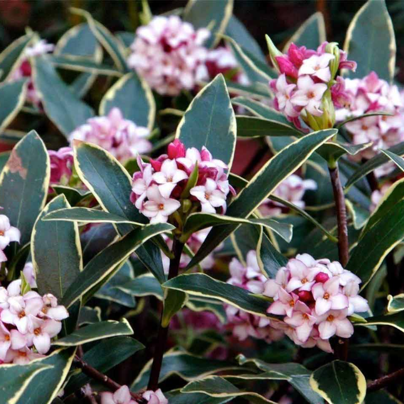 Daphne odora Pink Variegated 14.5cm