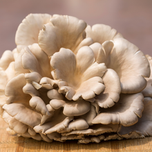 Load image into Gallery viewer, Mushroom Oyster Varieties
