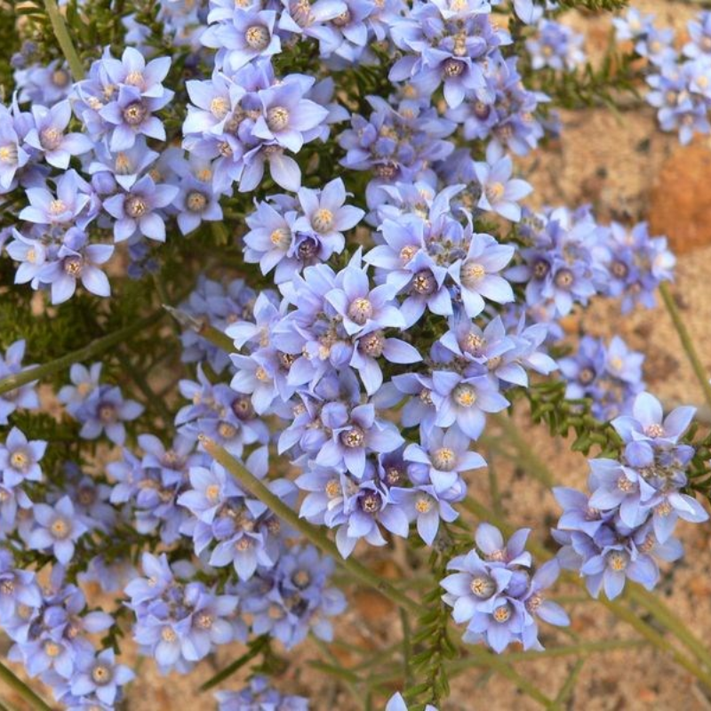 Philotheca Blue Waxflower