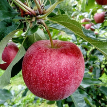 Load image into Gallery viewer, Apple 3-Way Gala/Pink Lady/Red Delicious
