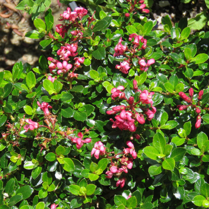 Escallonia Pink Pixie