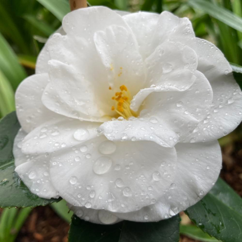 Camellia japonica Polar Bear