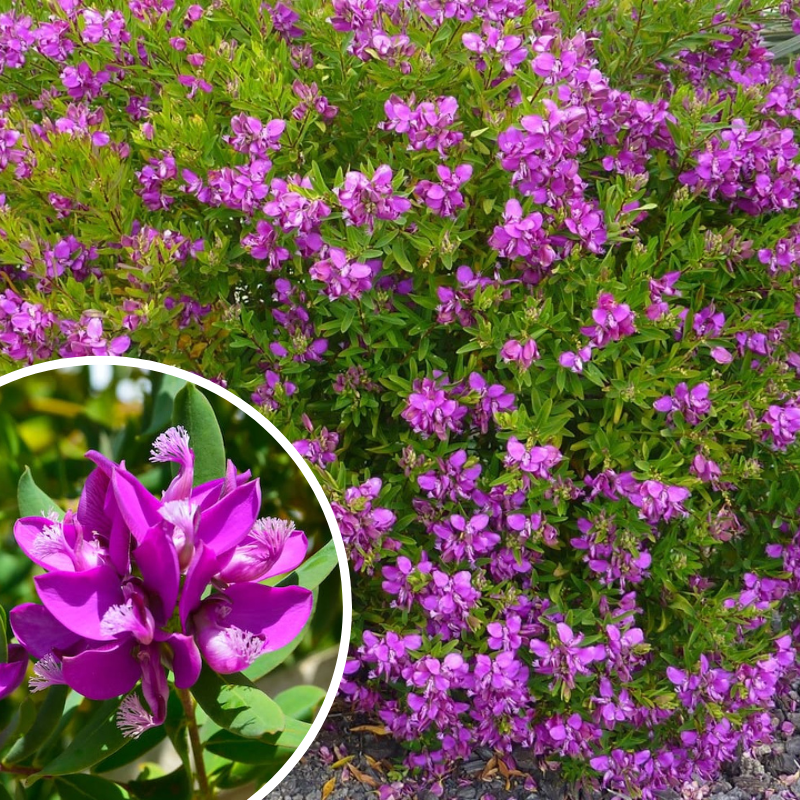 Polygala Rarifolia Polygala – The Heritage Nursery
