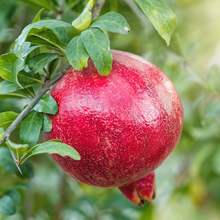 Load image into Gallery viewer, Pomegranate Elche
