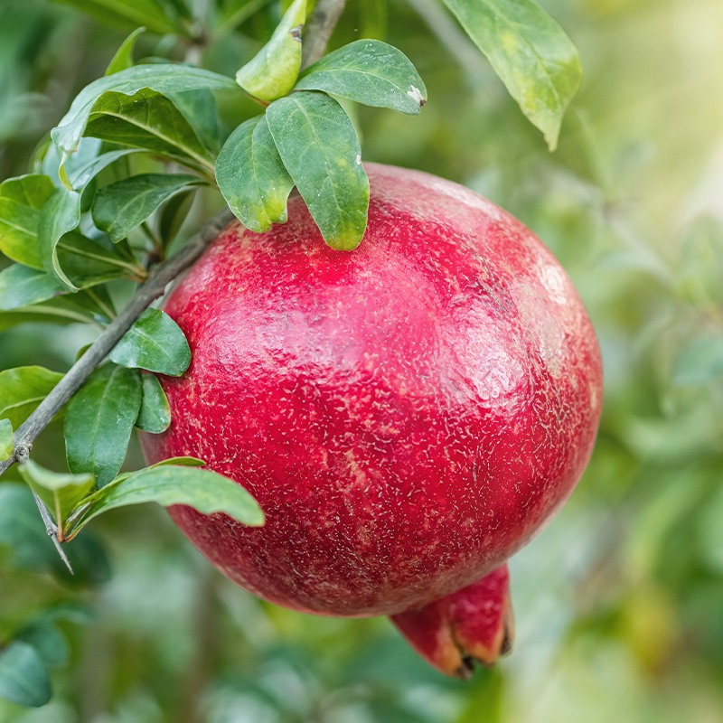 Pomegranate Elche