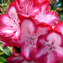 Load image into Gallery viewer, Rhododendron President Roosevelt
