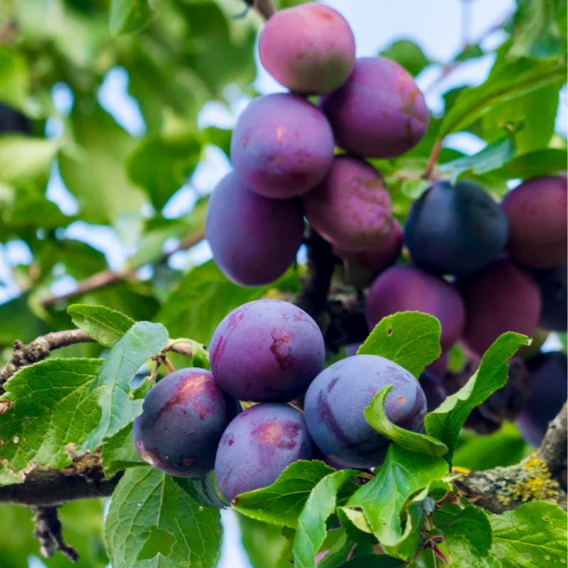 Plum President Dwarf – The Heritage Nursery