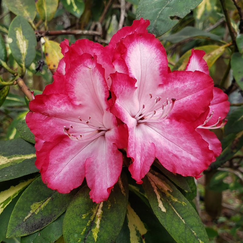 Rhododendron President Roosevelt