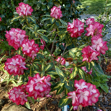 Load image into Gallery viewer, Rhododendron President Roosevelt
