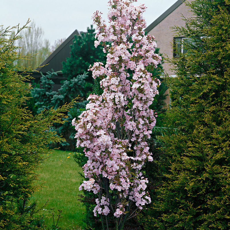 Prunus erecta Amanogawa Flowering Cherry