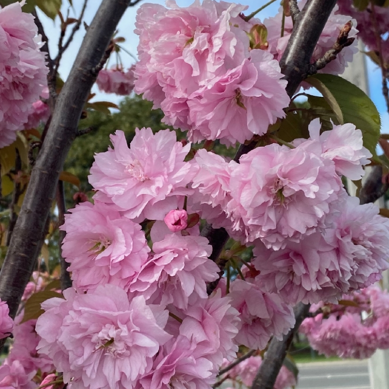 Prunus Fugenzo JH Veitch Flowering Cherry