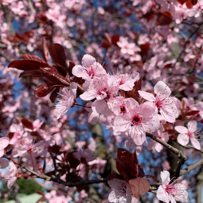 Flowering Plum Prunus Nigra