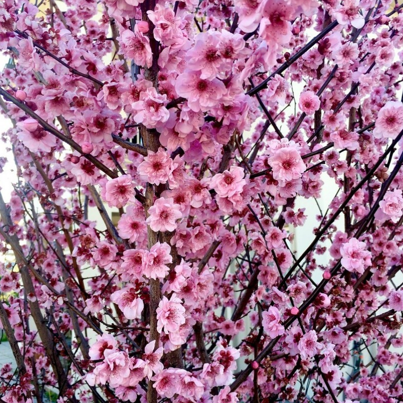 Prunus blireana Flowering Plum