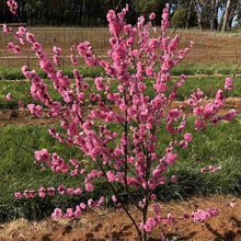 Load image into Gallery viewer, Prunus persica Flowering Peach &#39;Pink Duchess&#39; Dwarf
