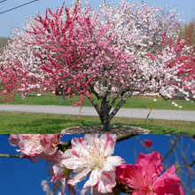 Load image into Gallery viewer, Prunus persica Flowering Peach &#39;Versicolour&#39;
