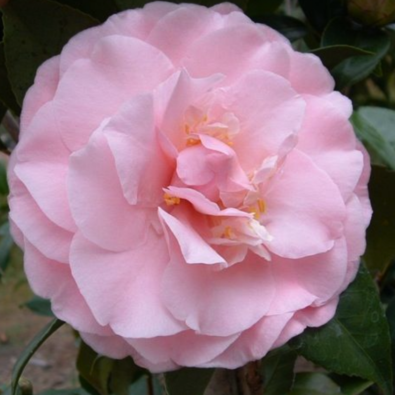 Camellia japonica Ramona