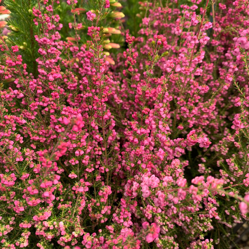 Ericaflora's Raspberry Ripple 14cm – The Heritage Nursery
