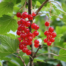Load image into Gallery viewer, Red Currant
