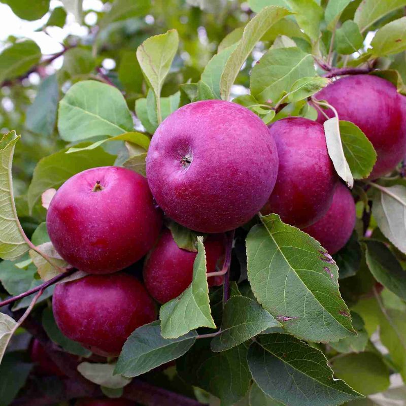 Apple Red Delicious Super Dwarf