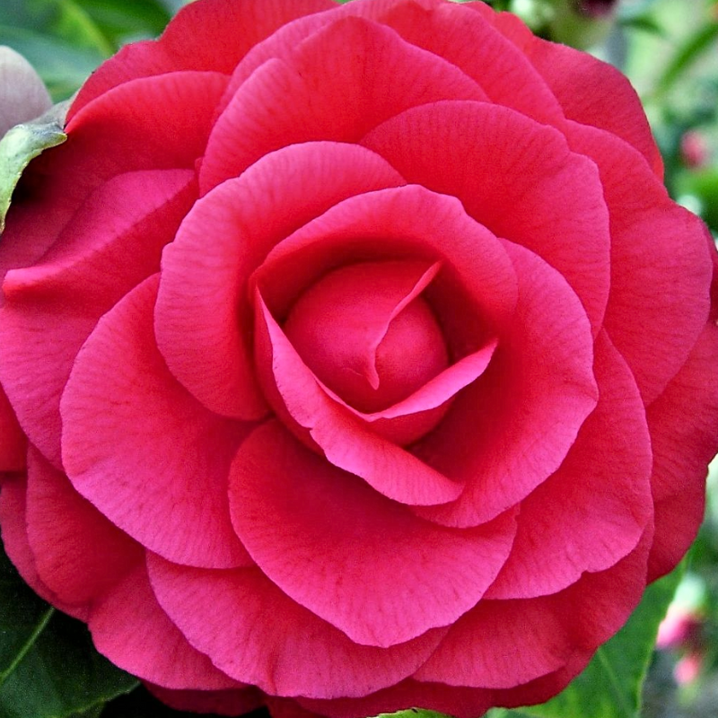 Camellia japonica Red Red Rose – The Heritage Nursery