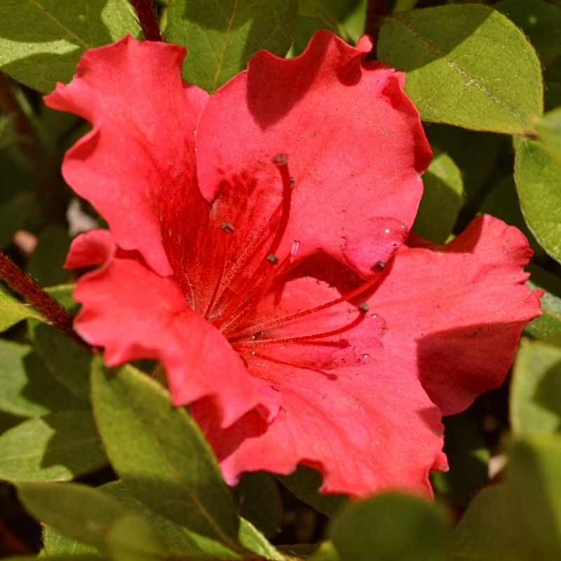 Azalea Red Wing