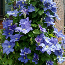 Load image into Gallery viewer, Clematis jackmanii Rhapsody
