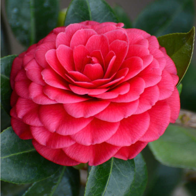 Camellia japonica Roger Hall – The Heritage Nursery