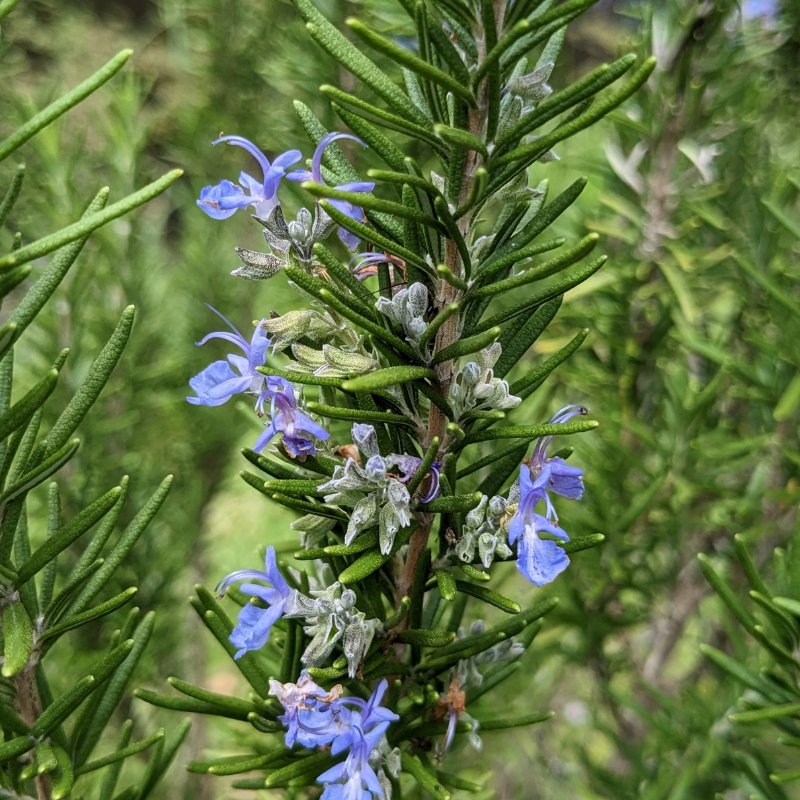 Rosemary Herb Cottage