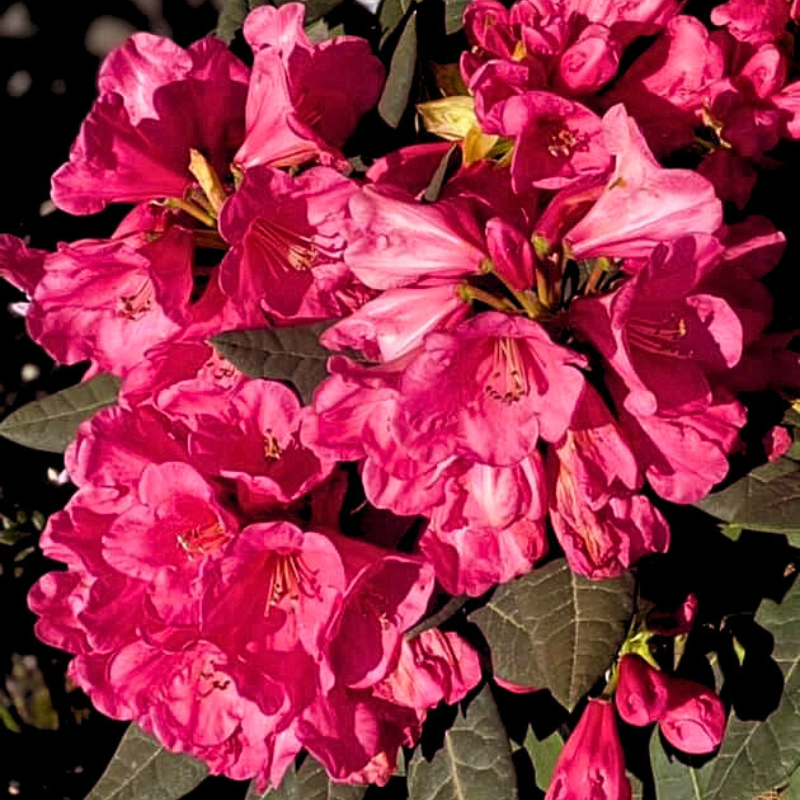 Rhododendron Ross Maud