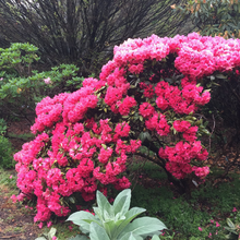 Load image into Gallery viewer, Rhododendron Ross Maud
