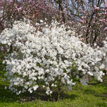 Load image into Gallery viewer, Magnolia stellata Royal Star
