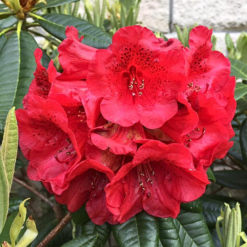 Rhododendron Rubicon