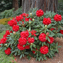 Load image into Gallery viewer, Rhododendron Rubicon
