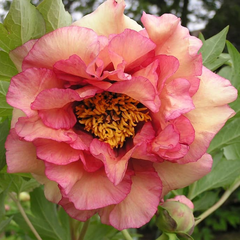 Peony Tree Ruffled Sunset