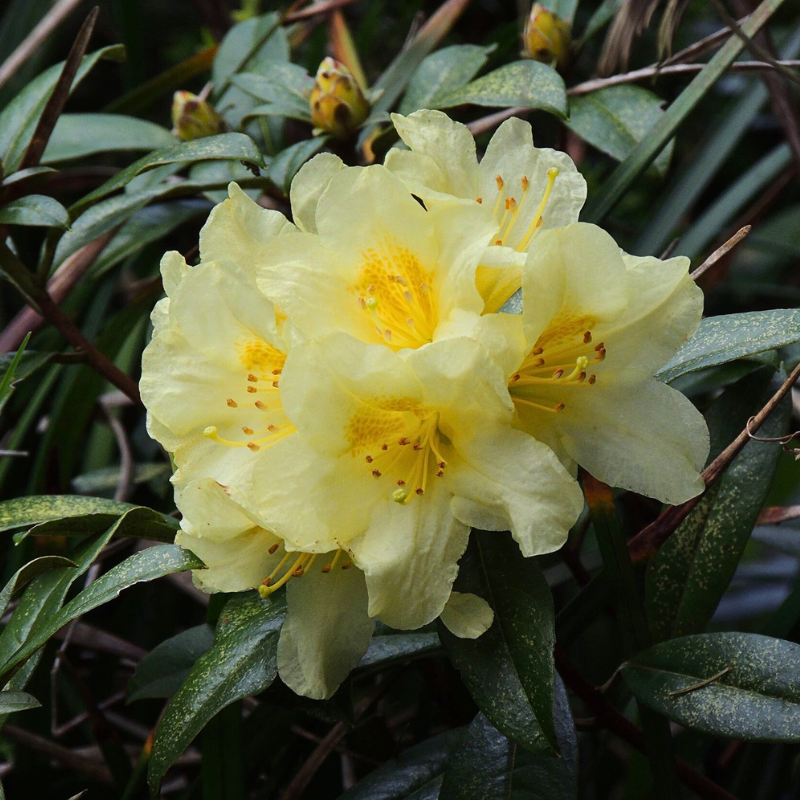 Saffron Rhodes Rhododendron Saffron Queen – The Heritage Nursery